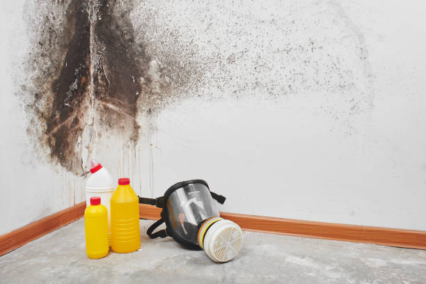 Best Residential Mold Remediation in Atlanta, IL