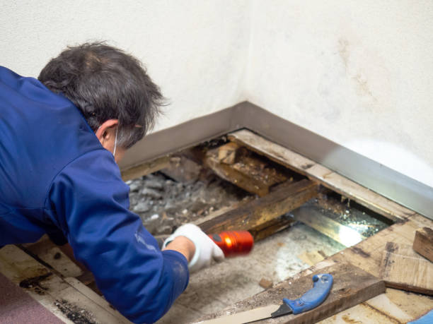Best Emergency Mold Remediation in Atlanta, IL