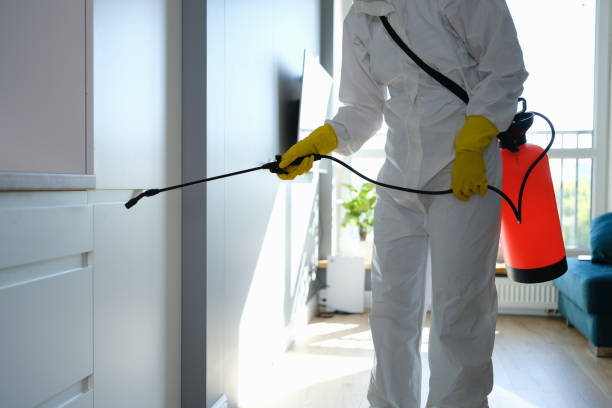 Best White Mold Remediation in Atlanta, IL