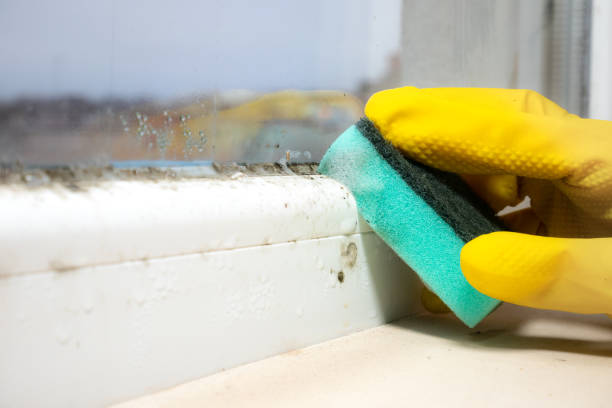 Best Industrial Mold Remediation in Atlanta, IL
