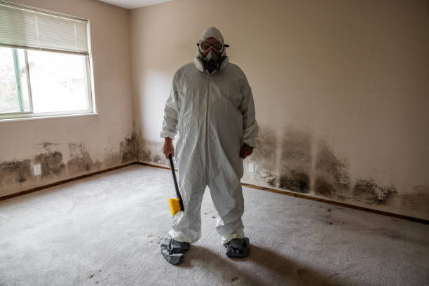 Best Post-Flood Mold Remediation in Atlanta, IL